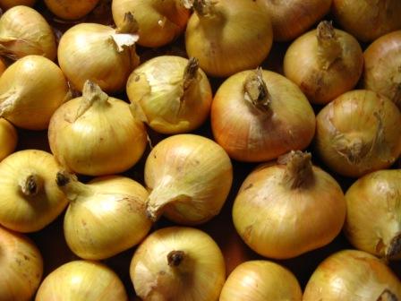 желтый лук желтый лук