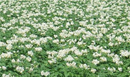 цветущий цветущий